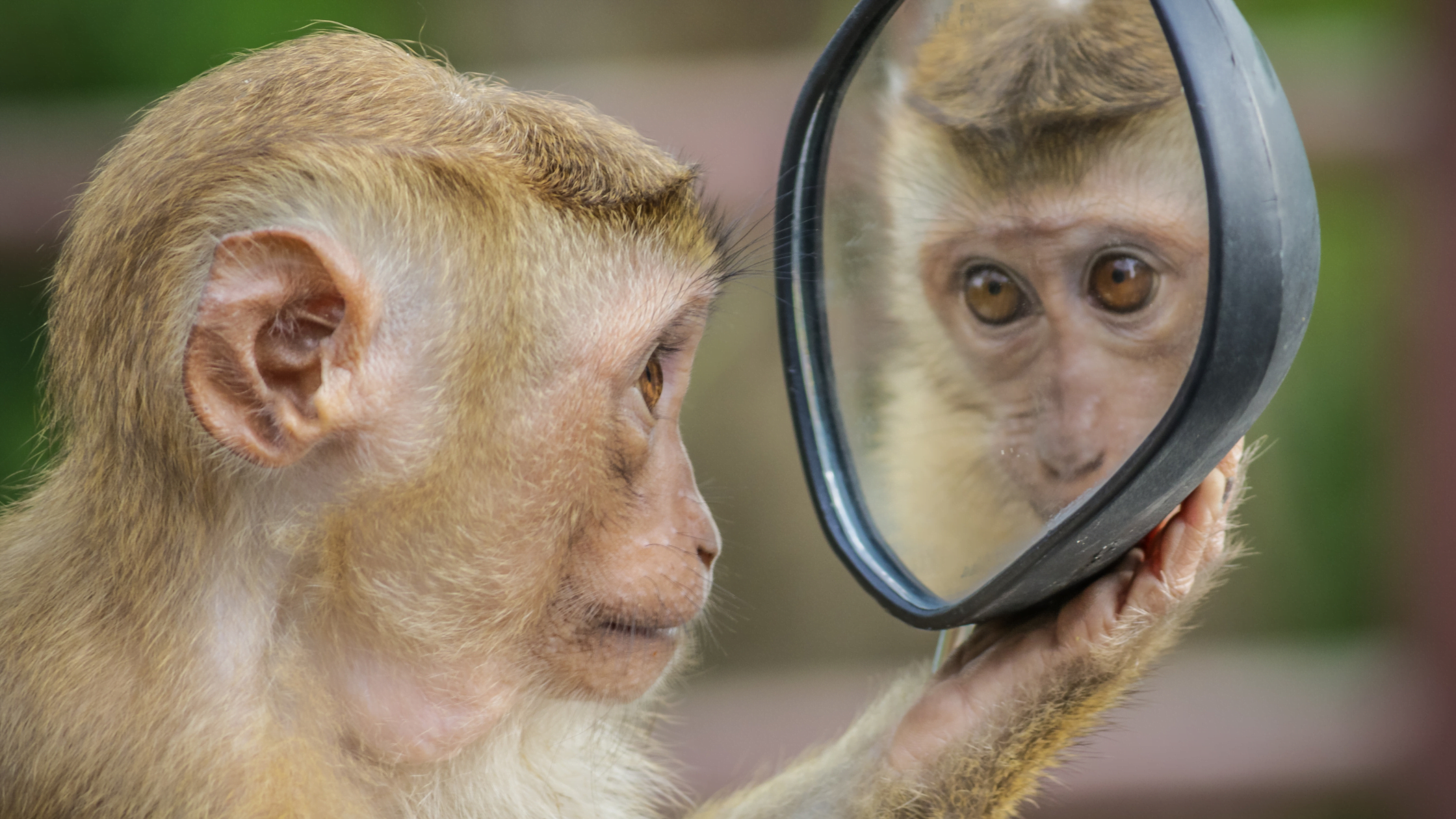 gibbon monkey looking into mirror at own reflection